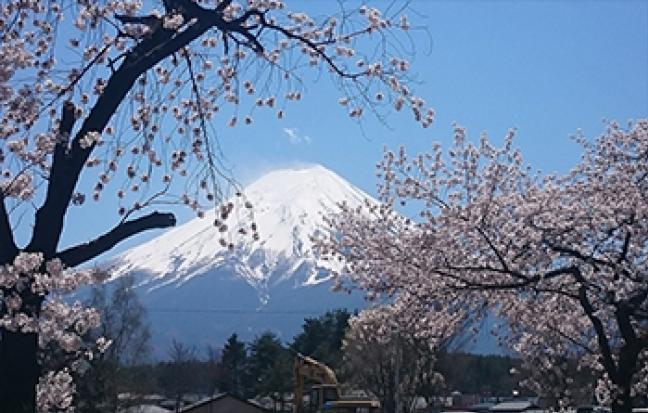 ทัวร์ญี่ปุ่น TOKYO SAKURA FULL DAY