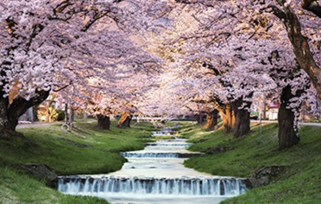 ทัวร์ญี่ปุ่น NAGOYA MATSUMOTO FUJI ซากุระชมพูหวานเย็น