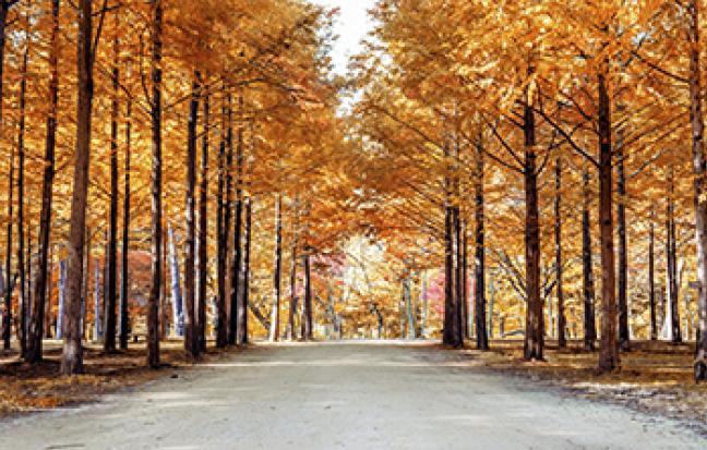 HAPPY KOREA ติ่งเกาหลี AUTUMN