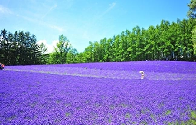 ทัวร์ญี่ปุ่น HOKKAIDO HAKODATE ซุปตาร์ รอบเกาะ ลาเวนเดอร์ฟีเว่อร์
