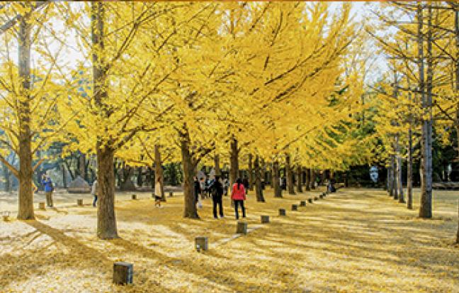 ทัวร์เกาหลี GRANDAUTUMN’S SOUL 2019