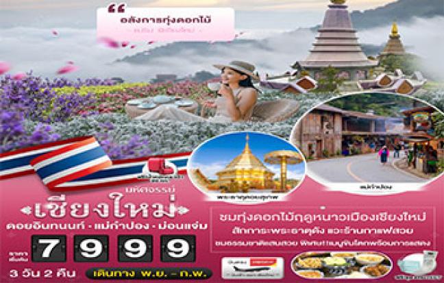 มหัศจรรย์ เชียงใหม่ สัมผัสไอหนาว เคล้าทุ่งดอกไม้
