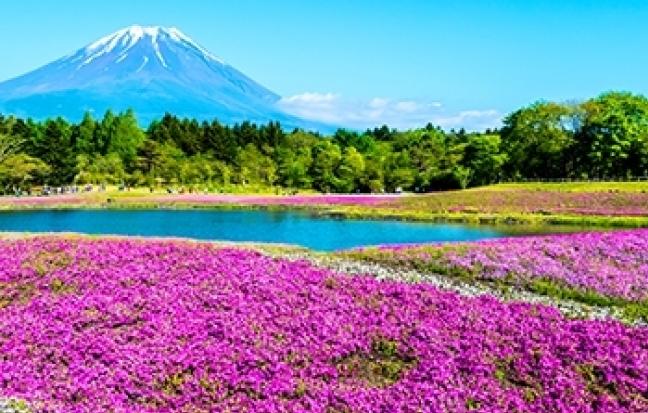 ทัวร์ญี่ปุ่น Pink Moss Wisteriaโตเกียว ฟูจิ พิงค์มอส วิสทีเรีย