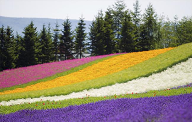 ทัวร์ญี่ปุ่นHOKKAIDO LAVENDER