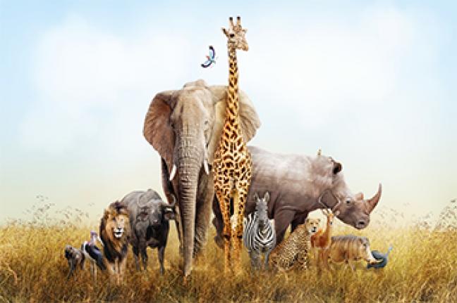 ทัวร์เคนย่า The Great Kenya Safari