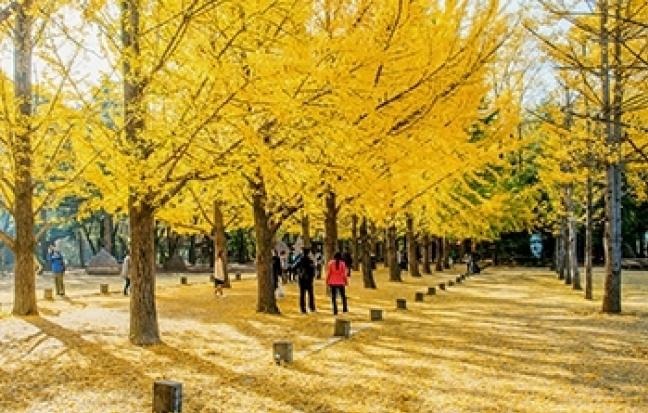 ทัวร์เกาหลี เกาหลี - เกาะนามิ - สวนสนุกเอเวอร์แลนด์ - ซุปตาร์... ห๊ะ!!! นามิ