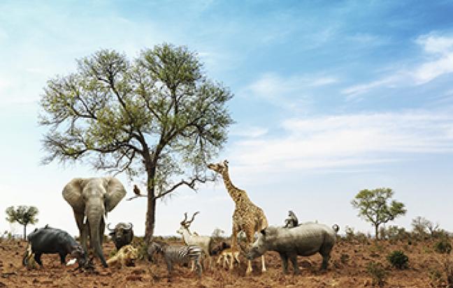 ทัวร์แอฟริกา South Africa Paradise