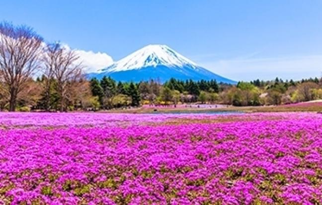 ทัวร์ญี่ปุ่น SPARKLING PINKMOSS TOKYO