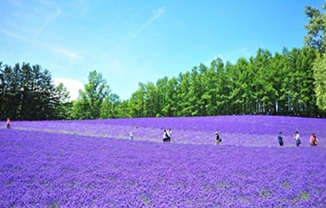 ทัวร์ญี่ปุ่น HAPPY HOKKAIDO โลกสวย ปี 3