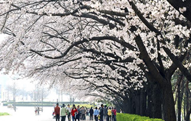 ทัวร์เกาหลี Cherry Blossom เทศกาบชมดอกซากุระ