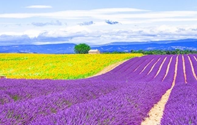 ทัวร์ญี่ปุ่น HOKKAIDO LAVENDER