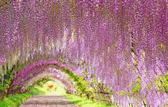 ทัวร์ญี่ปุ่น /SPARKING PINKMOSS TOKYO