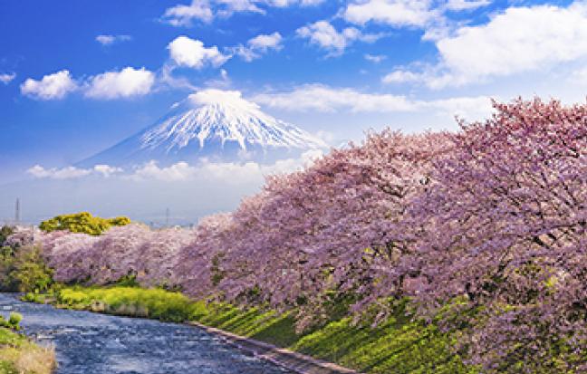 ทัวร์ญี่ปุ่น TOKYO FUJI SAKURA