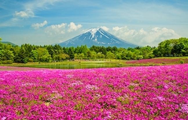 ทัวร์ญี่ปุ่น Pink Moss Wisteriaโตเกียว ฟูจิ พิงค์มอส วิสทีเรีย