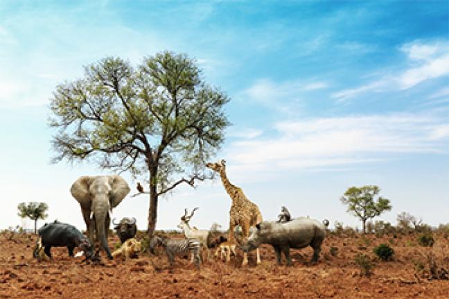 ทัวร์แอฟริกา The Great Kenya Safari