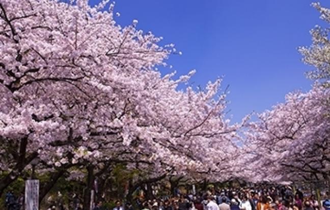 ทัวร์ญี่ปุ่น Pinkmoss Festival Tokyo Fuji Pinkmoss