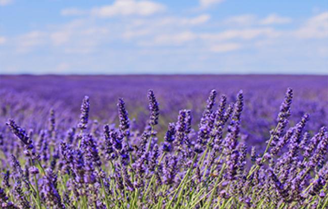 ทัวร์ญี่ปุ่น TOKYO LAVENDER