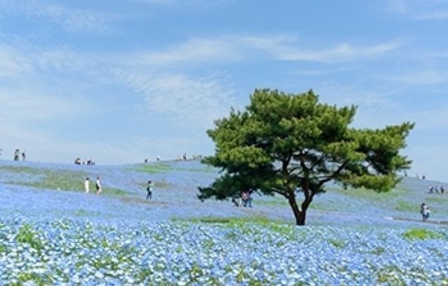 ทัวร์ญี่ปุ่น TOKYO-NIKKO-KUSATSU-BABY-BLUE-EYES-STRAWBERRY