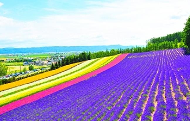 ทัวร์ญี่ปุ่น GOAL JAPAN GRAND HOKKAIDO FLOWER