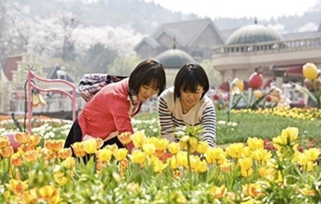 ทัวร์เกาหลี TULIP LOVER