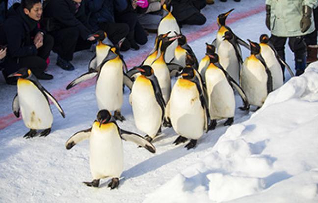 ทัวร์ญี่ปุ่น ฮอกไกโด หรูหราพารากอน