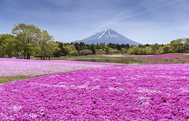 ทัวร์ญี่ปุ่น TOKYO FUJI FUKUSHIMA ซุปตาร์ พิงค์มอส
