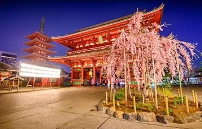 ทัวร์ญี่ปุ่น TOKYO FUJI SAKURA