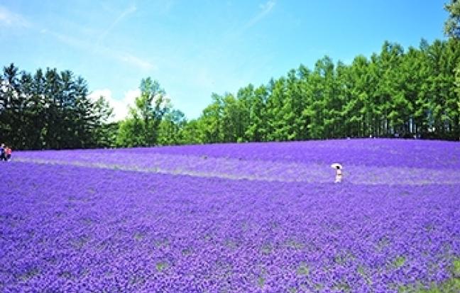 ทัวร์ญี่ปุ่น TOKYO FUJI LAVENDER