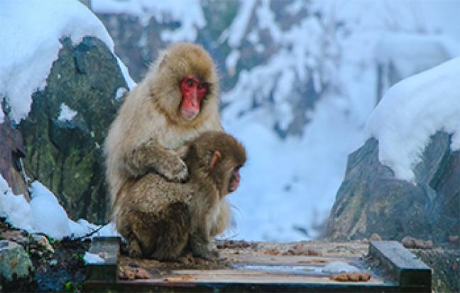 ทัวร์ญี่ปุ่น OSAKA NAGOYA SNOW MONKEY NEW YEAR
