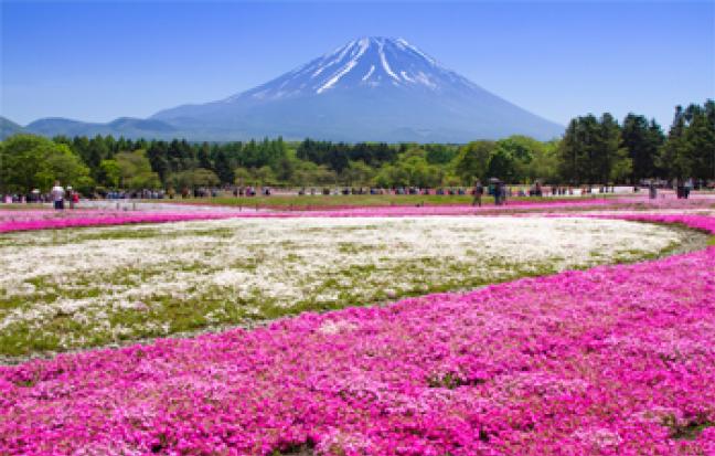ทัวร์ญี่ปุ่น TOKYO FUJI PINKMOSS