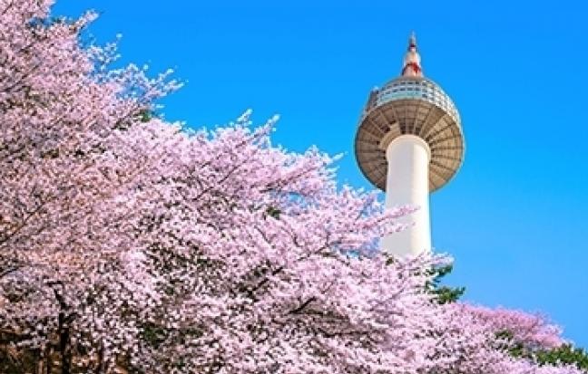 ทัวร์เกาหลี HIKOREA ยามเมื่อดอกไม้บาน