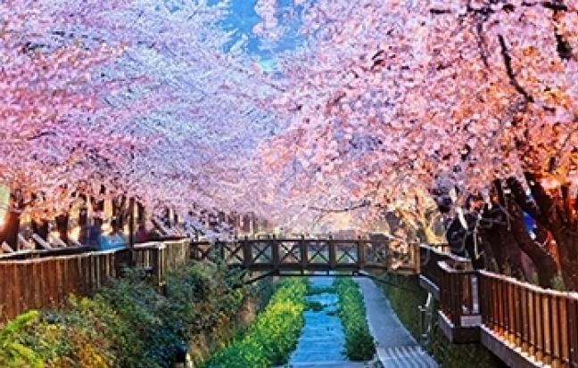 ทัวร์เกาหลี CHERRY BLOSSOM