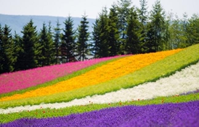 ทัวร์ญี่ปุ่น GRAND HOKKAIDO FLOWER TOMAMU