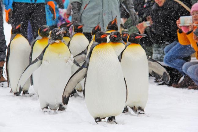 ทัวร์ญี่ปุ่น WINTER HOKAIDO FREEDAY OTARU