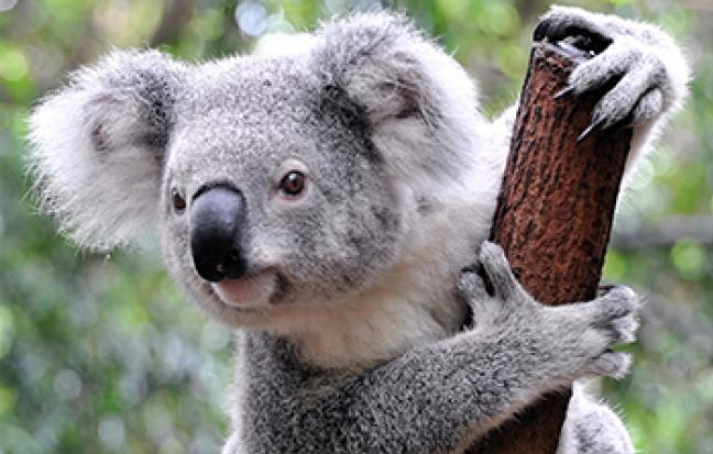 ทัวร์ออสเตรเลีย BW..ENJOY AUSTRALIA