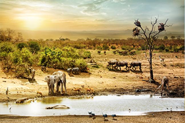 ทัวร์แอฟริกา MEET THE BIG FIVE IN SOUTH AFRICA