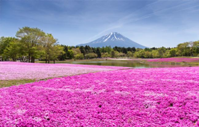 ทัวร์ญี่ปุ่น TOKYO STRONG PINKMOSS