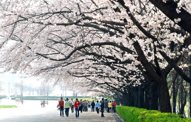ทัวร์เกาหลี Cherry Blossom เทศกาบชมดอกซากุระ