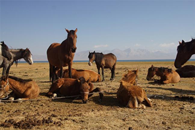 ทัวร์สำรวจคีร์กิซสถาน Kyrgyzstan - Land of Blue Sky and Mt.Tienshan
