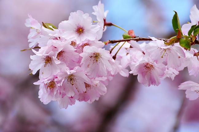 ทัวร์จีน มหัศจรรย์ คุนหมิง กุ้ยโจว Pingba Cherry blossom