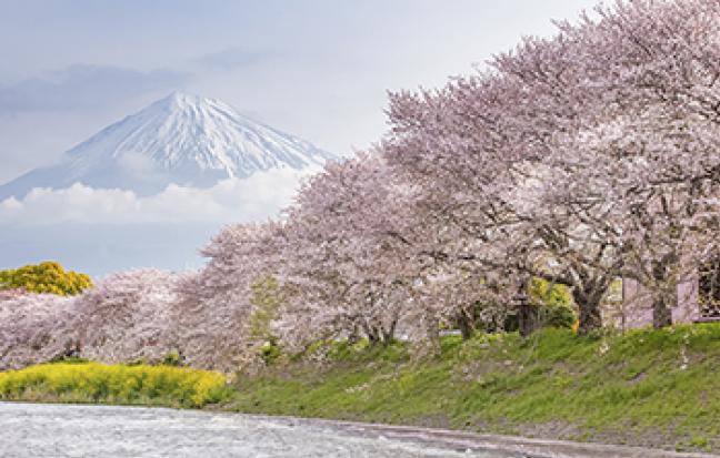 ทัวร์ญี่ปุ่น TOKYO FUJITEN MATSUDA