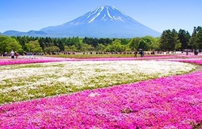 ทัวร์ญี่ปุ่น TOKYO FUJI PINKMOSS