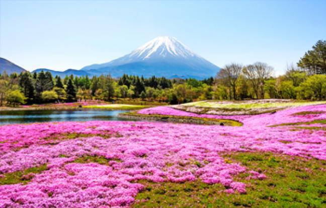 ทัวร์ญี่ปุ่น TOKYO FUJI PINKMOSS DIDNEY