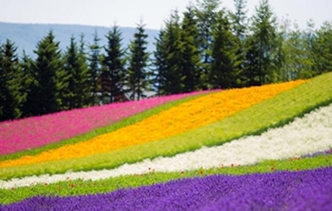 TOKYO PINK MOSS จัดจ้านในย่านนี้