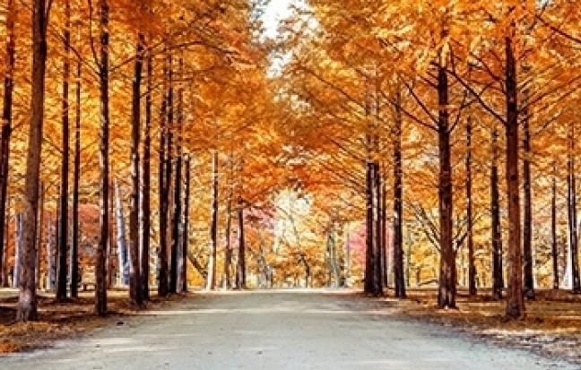 ทัวร์เกาหลี ULTRA AUTUMN SEOUL
