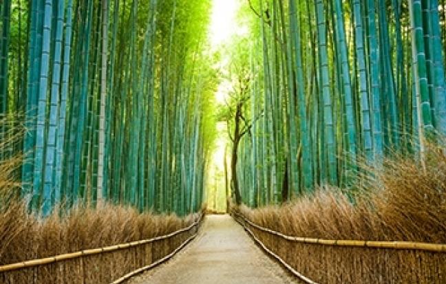 ทัวร์ญี่ปุ่น OSAKA TAKAYAMA KYOTO ซุปตาร์ บานฤทัย