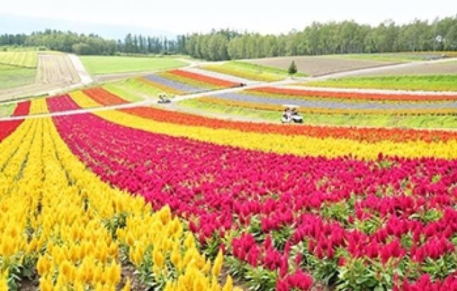 ทัวร์ญี่ปุ่น SAKURA TOHOKU NO.1