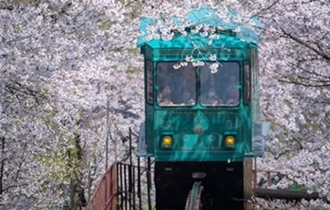 ทัวร์ญี่ปุ่น โตเกียว ชิบะ ฟูจิ คามาคุระ Spring KANTO