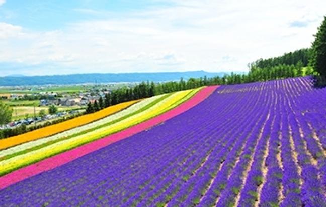 ทัวร์ญี่ปุ่น GOAL JAPAN GRAND TAKAYAMA ALPS & PINKMOSS
