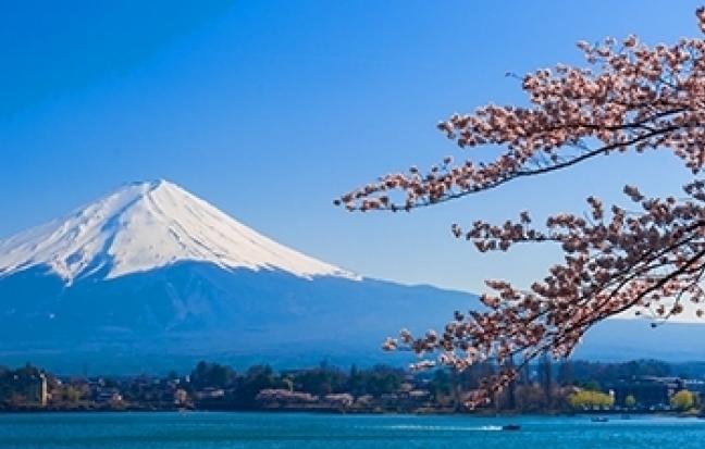 ทัวร์ญี่ปุ่น Sakura Festival Tokyo Fuji Sakura